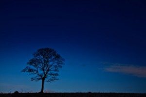 tree-silhouette-at-night-11296573307pby-300x200