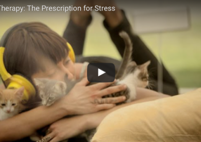 The Kitten Box – Stress Reduction