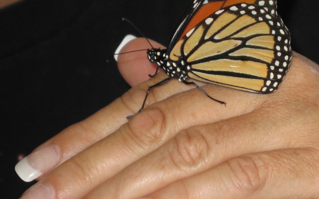 Stories of the ABJ Butterfly & Wayne Dyer’s Butterfly