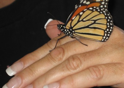 Stories of the ABJ Butterfly & Wayne Dyer’s Butterfly