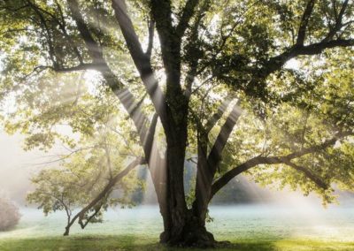 Sacred Oak Healing Services