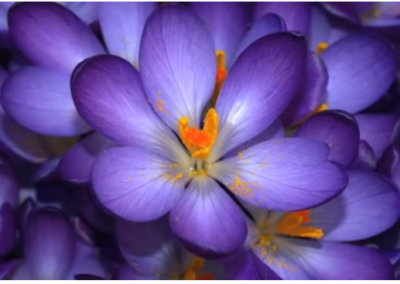 Mediation for Healing Grief