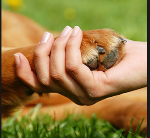 Common Questions About Pet Loss