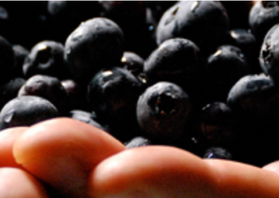 Heart Wisdom – Ep. 58 – Starting with the Fruit
