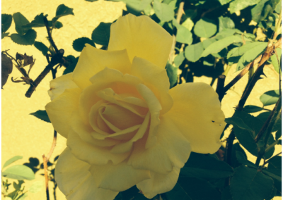 Open to Hope Article: “Examining our Beliefs about Life and Death”