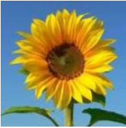 ONLINE GRIEF SUPPORT – A SOCIAL COMMUNITY