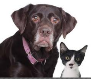 WHY DOES PET LOSS HURT SO MUCH?